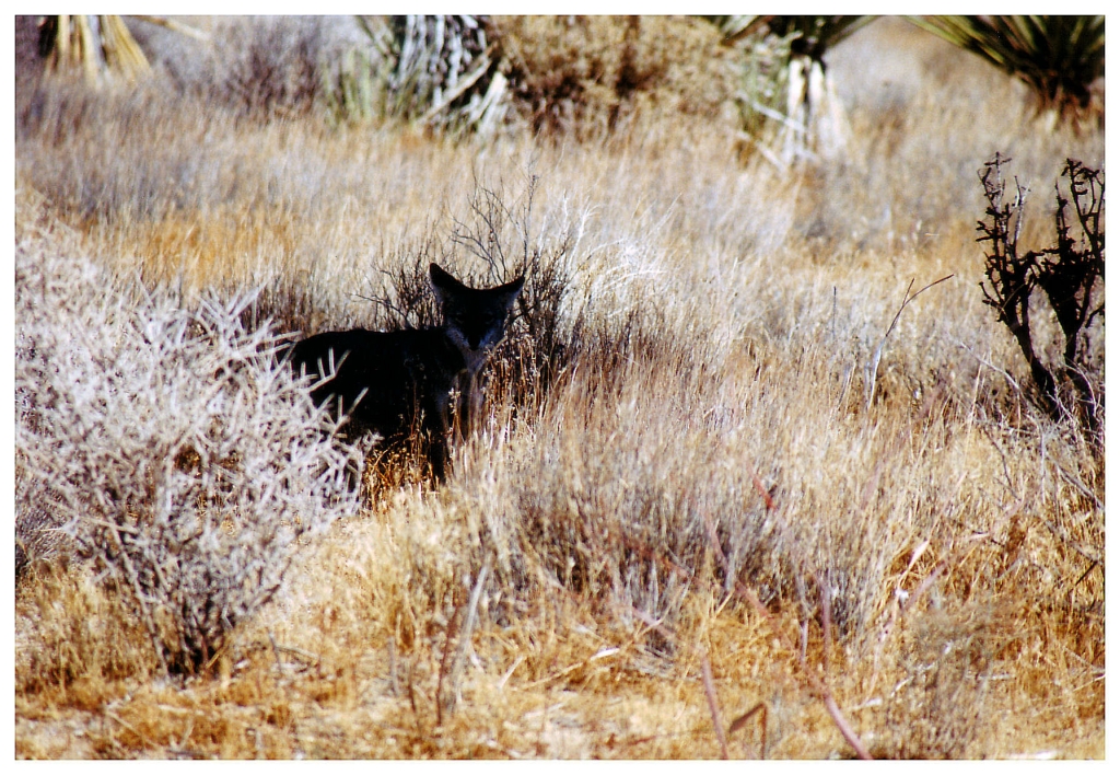 13 - Joshua Tree NP (3).jpg